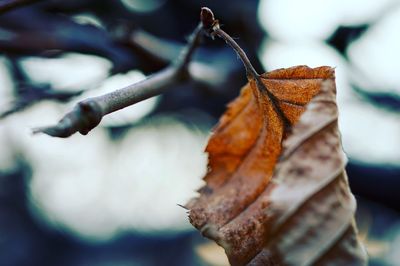 Close-up of dry leaf