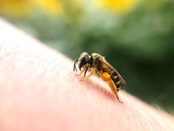 Close-up of insect on hand