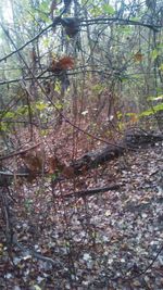 Full frame shot of tree in forest