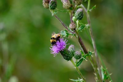 Close-up of bee pollinating on purple flower