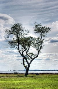 Tree on field by sea against sky