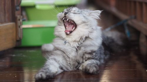 Close-up of a cat yawning