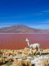 View of a sheep on land