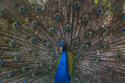 Full frame shot of peacock dancing with fanned out feathers