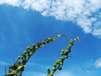 Low angle view of plant against sky