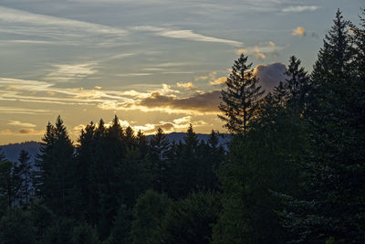 Plants and trees against sky during sunset