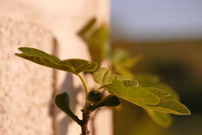 Close-up of plant