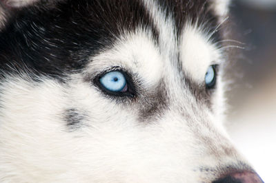 Husky dog portrait