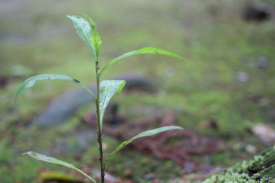 Close-up of plant growing on field