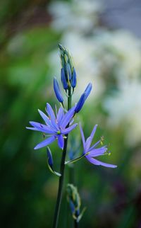 Close-up of purple flowering plant