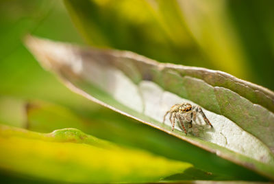 Close-up of insect on leaf
