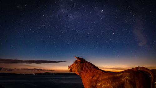 View of a horse against the sky at night