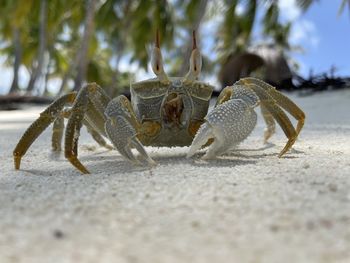 Close-up of crab on sand