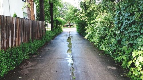 Narrow walkway along trees