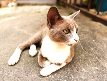 Close-up portrait of cat sitting on street