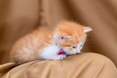 Close-up of kitten