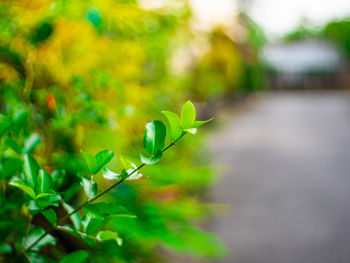 Close-up of green plant against blurred background