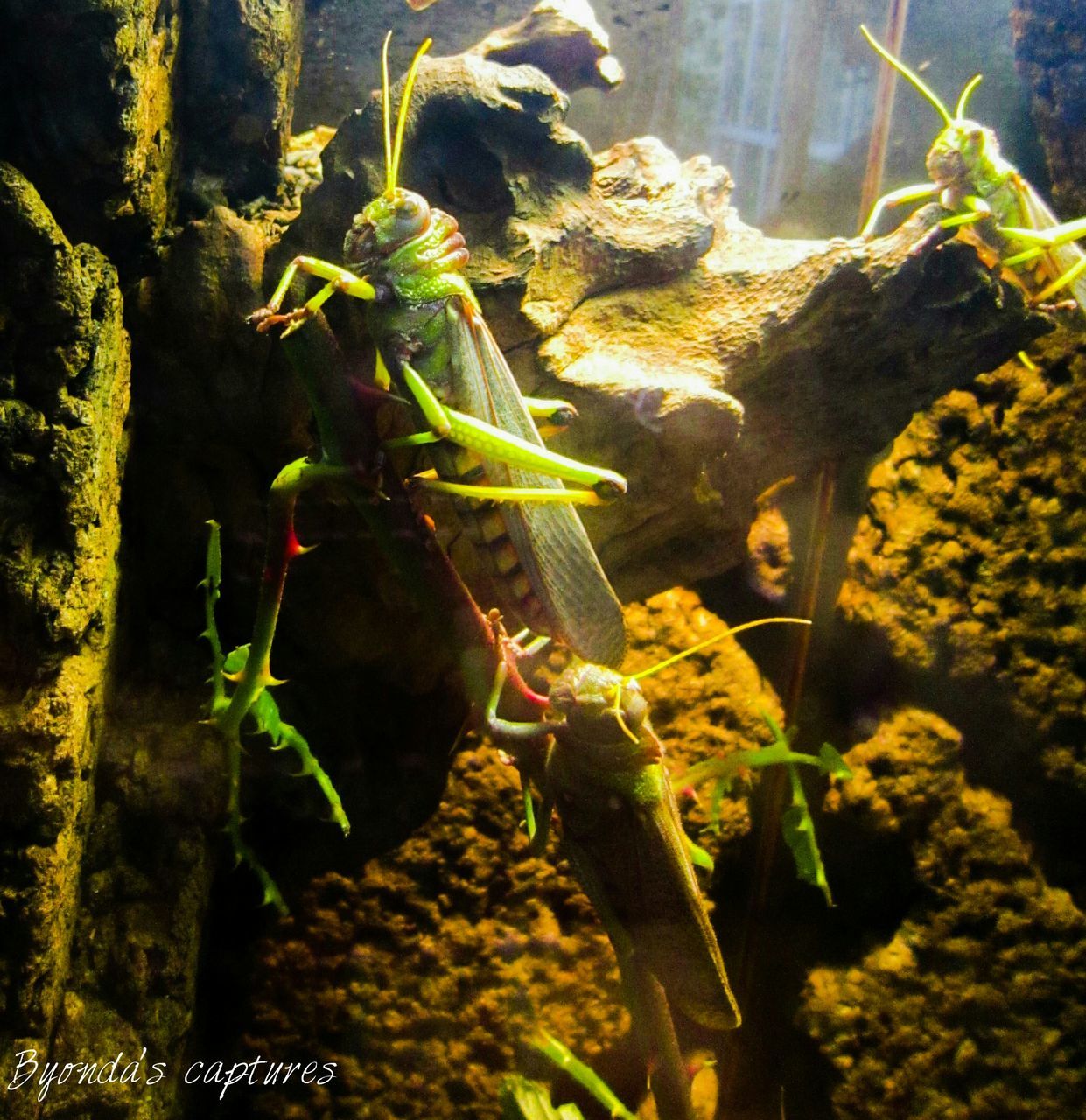 plant, leaf, growth, nature, sunlight, no people, green color, close-up, beauty in nature, day, underwater, animals in the wild, water, outdoors, animal themes, freshness, aquarium, sea life, sea horse, undersea