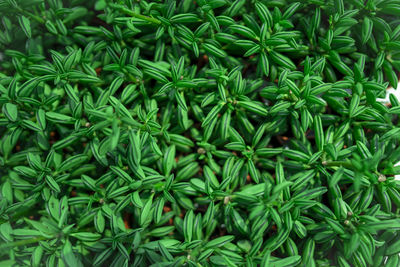 Full frame shot of fresh green plants