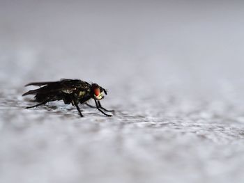 Close-up of fly on surface during winter