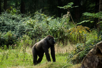 Monkeys in a forest