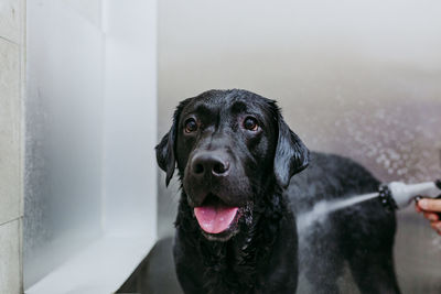 Close-up portrait of a dog