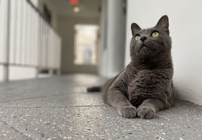 Portrait of cat sitting on floor