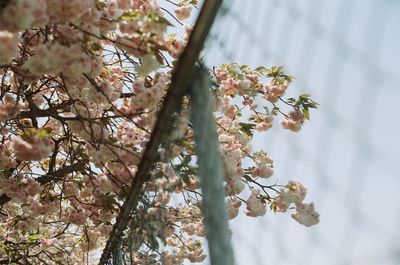 Low angle view of flowers on tree