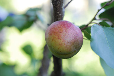 Close-up of fruit growing on tree