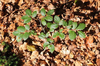 High angle view of dry leaves on field