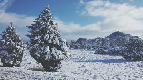 Trees on snow covered landscape against sky