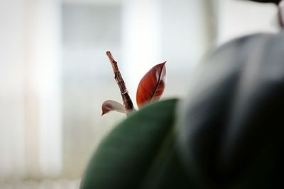 Close-up of flower against blurred background