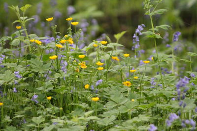 Flowers blooming in garden