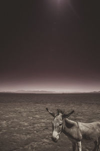 View of a horse on field