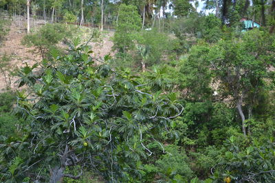 Plants and trees on field