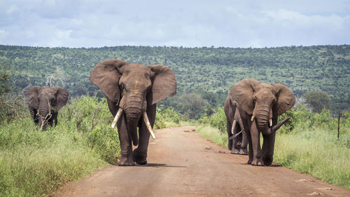 View of elephant walking on street