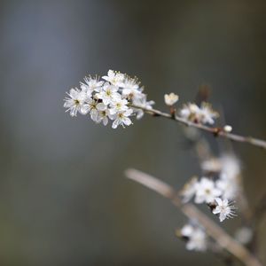 Close-up of white cherry blossom