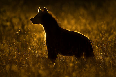 Rimlit spotted hyena faces left in grass