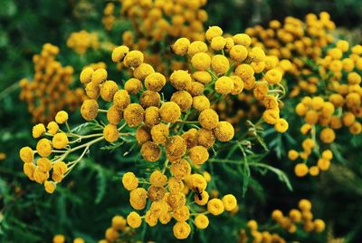 Close-up of yellow flowering plant