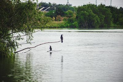 People in lake against trees