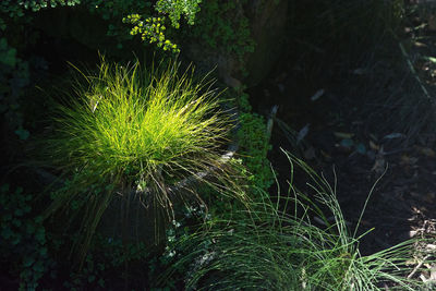 High angle view of plant growing on field