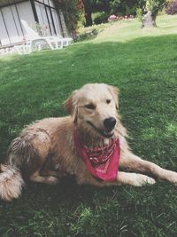 Portrait of dog relaxing on field