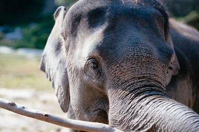 Close-up portrait of elephant