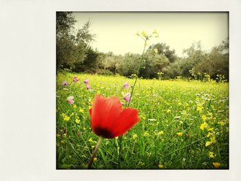 Close-up of flowers blooming in field