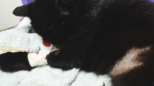 Cat sleeping on bed