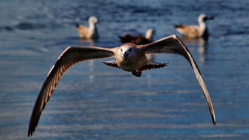 Close-up of seagull flying over lake