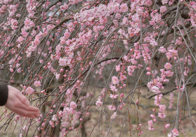 flowering plant