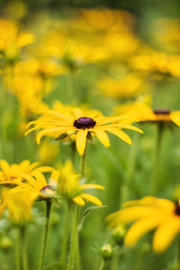 Black eyed susan also known as rudbeckia and cheery coreopsis perennials in a summer garden