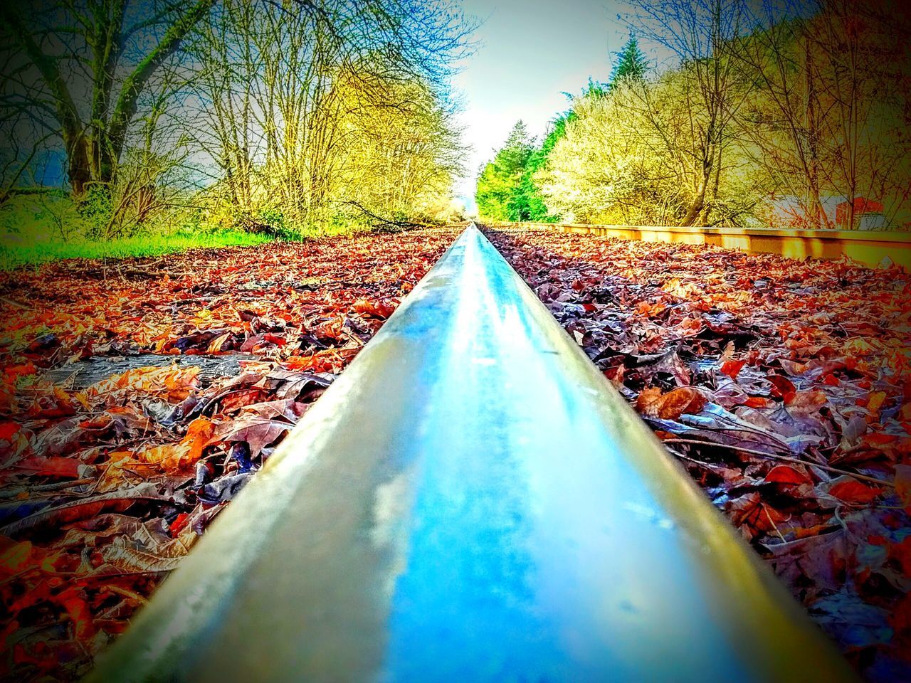 SURFACE LEVEL OF RAILROAD TRACK ALONG TREES