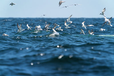 Seagulls flying over sea